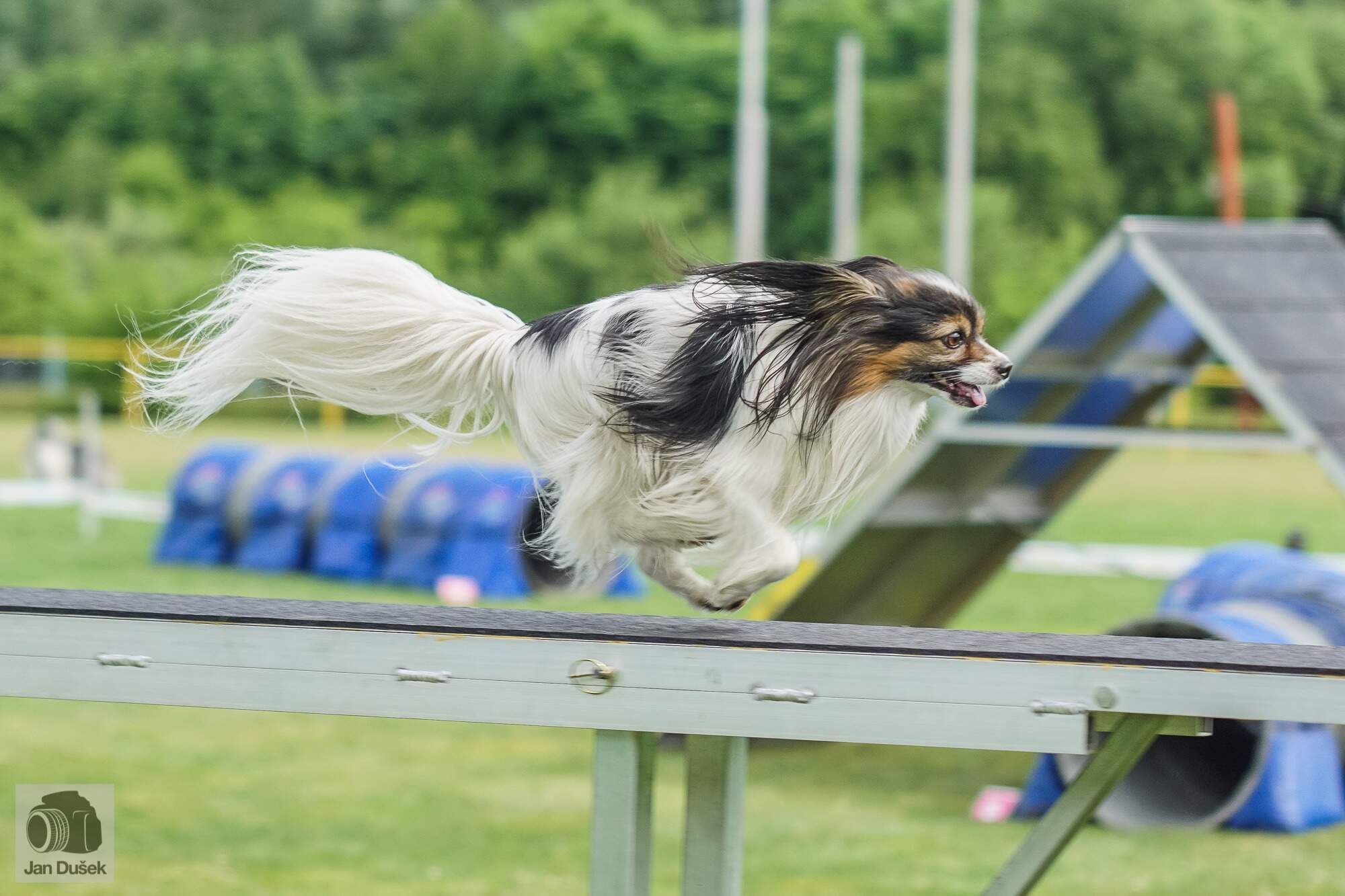 Agility rozhodně je jeden ze sportů, u kterých je tréninková pauza nezbytnákde